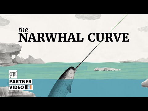 How quickly do we need to ramp up renewables? Look to the narwhal