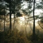 Trees in a forest