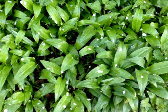 Wild Garlic Spaghetti Recipe