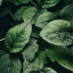 green leaves with water droplets